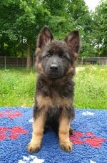 vom Trojangold, hodowla Owczarków Niemieckich Długowłosych