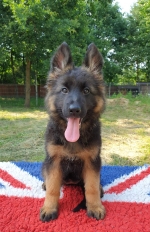 vom Trojangold, hodowla Owczarków Niemieckich Długowłosych