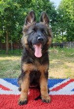 vom Trojangold, hodowla Owczarków Niemieckich Długowłosych