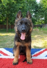 vom Trojangold, hodowla Owczarków Niemieckich Długowłosych