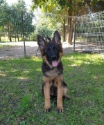 vom Trojangold, hodowla Owczarków Niemieckich Długowłosych