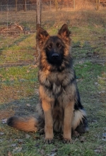 vom Trojangold, hodowla Owczarków Niemieckich Długowłosych