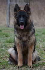 vom Trojangold, hodowla Owczarków Niemieckich Długowłosych