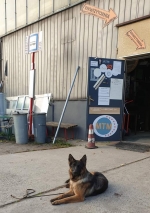 vom Trojangold, hodowla Owczarków Niemieckich Długowłosych