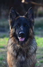 vom Trojangold, hodowla Owczarków Niemieckich Długowłosych