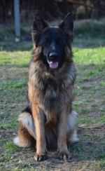 vom Trojangold, hodowla Owczarków Niemieckich Długowłosych