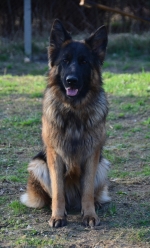 vom Trojangold, hodowla Owczarków Niemieckich Długowłosych