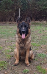 vom Trojangold, hodowla Owczarków Niemieckich Długowłosych