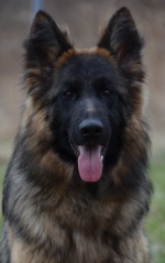 vom Trojangold, hodowla Owczarków Niemieckich Długowłosych