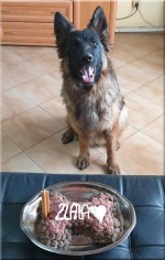 vom Trojangold, hodowla Owczarków Niemieckich Długowłosych