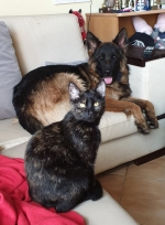 vom Trojangold, hodowla Owczarków Niemieckich Długowłosych