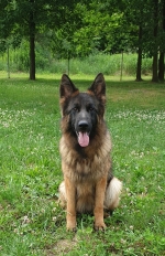 vom Trojangold, hodowla Owczarków Niemieckich Długowłosych