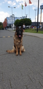 vom Trojangold, hodowla Owczarków Niemieckich Długowłosych