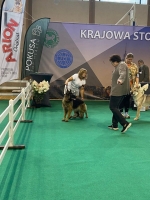 vom Trojangold, hodowla Owczarków Niemieckich Długowłosych