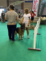 vom Trojangold, hodowla Owczarków Niemieckich Długowłosych