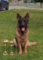 vom Trojangold, hodowla Owczarków Niemieckich Długowłosych