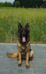 vom Trojangold, hodowla Owczarków Niemieckich Długowłosych