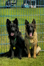 vom Trojangold, hodowla Owczarków Niemieckich Długowłosych