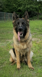 vom Trojangold, hodowla Owczarków Niemieckich Długowłosych