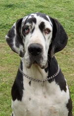 vom Trojangold, hodowla Owczarków Niemieckich Długowłosych