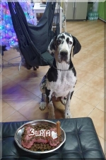 vom Trojangold, hodowla Owczarków Niemieckich Długowłosych