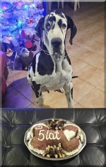 vom Trojangold, hodowla Owczarków Niemieckich Długowłosych