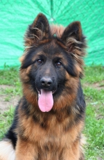 vom Trojangold, hodowla Owczarków Niemieckich Długowłosych