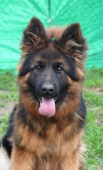 vom Trojangold, hodowla Owczarków Niemieckich Długowłosych