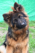 vom Trojangold, hodowla Owczarków Niemieckich Długowłosych