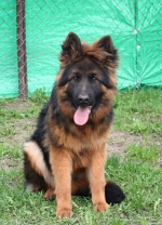 vom Trojangold, hodowla Owczarków Niemieckich Długowłosych