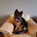 vom Trojangold, hodowla Owczarków Niemieckich Długowłosych