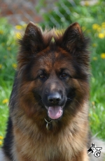 vom Trojangold, hodowla Owczarków Niemieckich Długowłosych