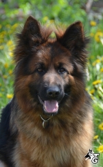 vom Trojangold, hodowla Owczarków Niemieckich Długowłosych