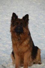 vom Trojangold, hodowla Owczarków Niemieckich Długowłosych