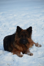 vom Trojangold, hodowla Owczarków Niemieckich Długowłosych