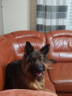 vom Trojangold, hodowla Owczarków Niemieckich Długowłosych