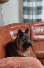 vom Trojangold, hodowla Owczarków Niemieckich Długowłosych