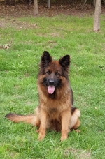 vom Trojangold, hodowla Owczarków Niemieckich Długowłosych