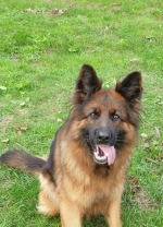 vom Trojangold, hodowla Owczarków Niemieckich Długowłosych