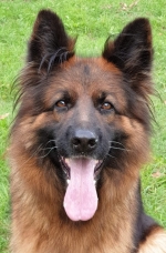 vom Trojangold, hodowla Owczarków Niemieckich Długowłosych