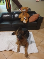 vom Trojangold, hodowla Owczarków Niemieckich Długowłosych