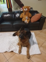 vom Trojangold, hodowla Owczarków Niemieckich Długowłosych