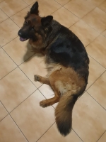 vom Trojangold, hodowla Owczarków Niemieckich Długowłosych