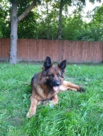 vom Trojangold, hodowla Owczarków Niemieckich Długowłosych