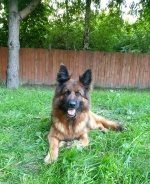 vom Trojangold, hodowla Owczarków Niemieckich Długowłosych