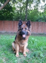 vom Trojangold, hodowla Owczarków Niemieckich Długowłosych