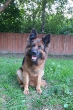 vom Trojangold, hodowla Owczarków Niemieckich Długowłosych