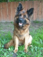 vom Trojangold, hodowla Owczarków Niemieckich Długowłosych