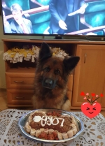 vom Trojangold, hodowla Owczarków Niemieckich Długowłosych