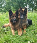 vom Trojangold, hodowla Owczarków Niemieckich Długowłosych